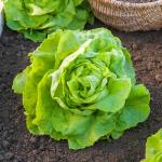 Potagères - Laitue Pommée Appia - face recto